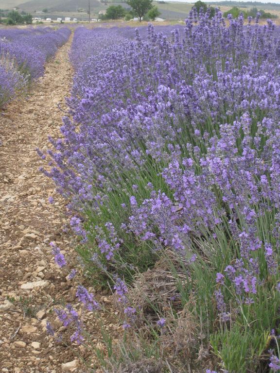 Le Clos Olives Comps  Exterior foto